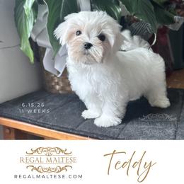 Teddy - White male Maltese puppy in Jacksonville, Alabama from Regal Maltese