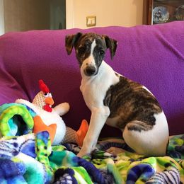 Whippet Puppies from Wyndham Whippets