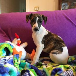Whippet Puppies from Wyndham Whippets