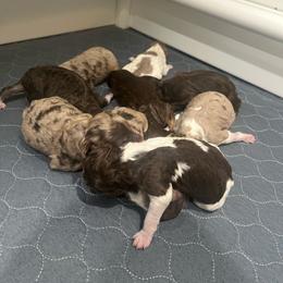 Thor - Red merle male Aussiedoodle puppy in Springfield, Missouri from Aspen River Doodles