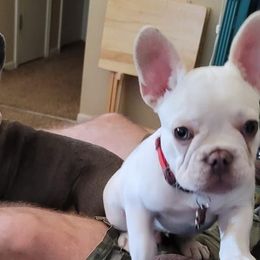 French Bulldogs from K&J French Bulldogs