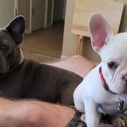 French Bulldogs from K&J French Bulldogs