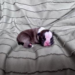 'Josiah Queen' and 'Forrest Frank' - Brindle and white male Boston Terrier puppy in Fisher, Minnesota from Wentzel Family Frenchtons