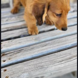 Rusty - Dapple male Dachshund puppy in West Plains, Missouri from Spring Creek Dachshunds
