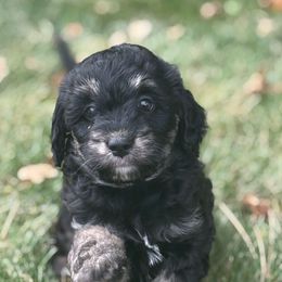 Blue Collar Girl - Phantom female Goldendoodle puppy in Colorado Springs, Colorado from Pikes Peak Doodles