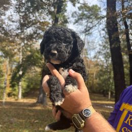 Lucy - Blue female Poodle puppy in Osyka, Mississippi from Southern Sunshine Standards