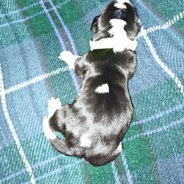 Green girl - Black brown and white female Basset Hound puppy in Santa Rosa, California from Redwood Coast bassetts