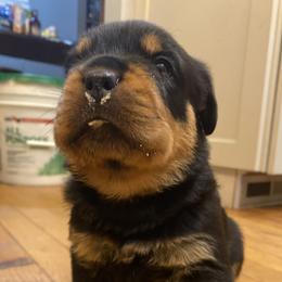 Blue collar - Breeders Top pick Male - Black and mahogany male Rottweiler puppy in Linthicum, Maryland from Of The Saints Rottweilers