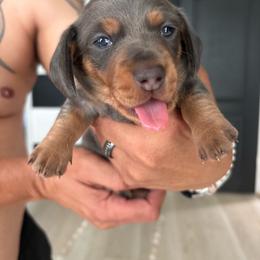 Dash - Gray (blue) and tan male Dachshund puppy in Tomball, Texas from Gutierrez House of Doxies