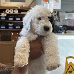 Ruben Red - Black and white Sheepadoodle puppy in Camarillo, California from Oodles and Oodles of Doodles