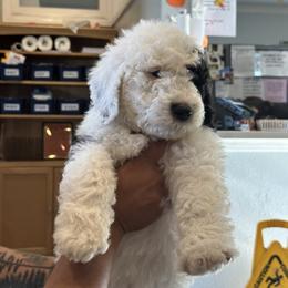 Ruben Red - Black and white Sheepadoodle puppy in Camarillo, California from Oodles and Oodles of Doodles
