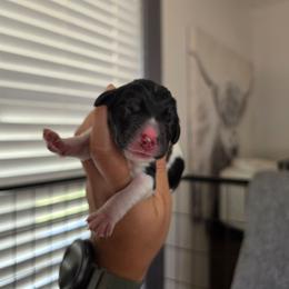 Dune (Black) - Parti male Labradoodle puppy in Plainfield, New Jersey from Caris Paws Poodles and Labradoodles