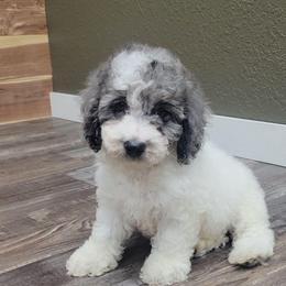 Cooper - Black and white female Cockapoo puppy in Missouri from KDK Missouri Miniature Poodles