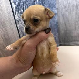 Button - Fawn brindled black male Chihuahua puppy in Sherwood, Arkansas from Bartelt Breeders