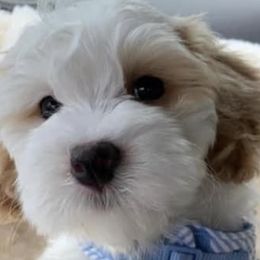 Havapoos from Havapoo Kennels