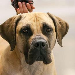 Sydney - Boerboel