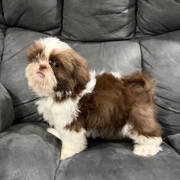Akc Harry - Liver and white male Shih Tzu puppy in Springfield, Missouri from Lopez Family Tails