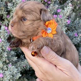 Orange collar - Merle female Shihpoo puppy in Millsap, Texas from Gaston’s Posh Poodles and Doodles