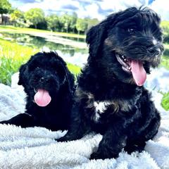 Bernedoodles, Double Doodles, and Goldendoodles from Florida Doodles