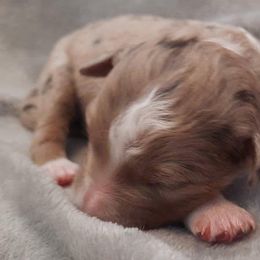 Aussiedoodle Puppies from DuWoof