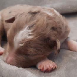 Aussiedoodle Puppies from DuWoof