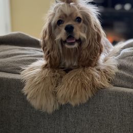 Cocker Spaniel Puppies from Gates Cocker Spaniels