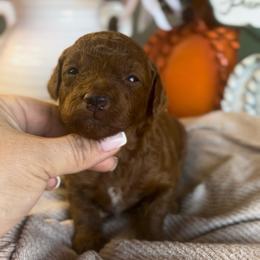 Scooby Doo (Light Blue) - Red  male Poodle puppy in Calimesa, California from Teakwood Poodles of SoCal