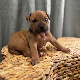 Blue Collar Male - Red male American Pit Bull Terrier puppy in Pensacola, Florida from Alpha Alliance Kennels