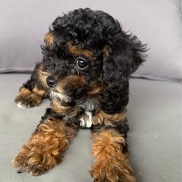 Girl 2 Black Tri Color - Tri-color female Cavapoo puppy in Mount Pleasant, Texas from Reyna Cavapoos