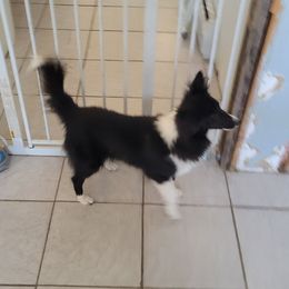 Lillybet - Shetland Sheepdog