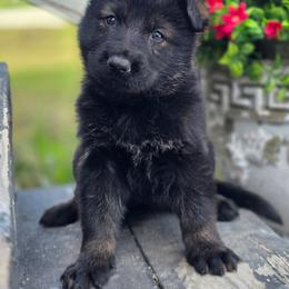 Female 1 - Sable female German Shepherd puppy in Purdon, Texas from TEXAS DDR GSD