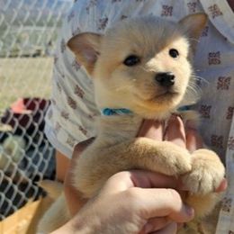 Solar flare - Fawn female Schipperke puppy in Randsburg, California from Schipperke Ranch