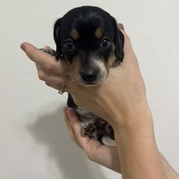 Boy 2 - Piebald Dachshund puppy in Texas from Woodfield Weenies