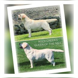Labrador Retriever puppies from ROCK CREEK LABRADORS Pasco, WA