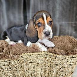 Rowan - Black brown and white male Basset Hound puppy in Lone Jack, Missouri from Wee Little Bassets