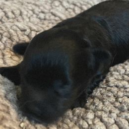 Belgian Malinois and Maltipoos from CJ’s SoCal Mals and Maltipoo’s
