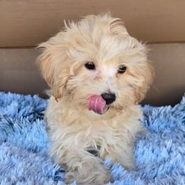 Royce - Cream male Maltipoo puppy in Lebanon, Kentucky from Mosaic Merle Doodles