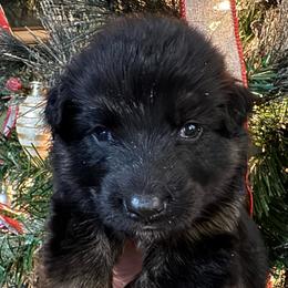 Urika - Black and red female German Shepherd puppy in Graham, Washington from Wildeflecken Shepherds