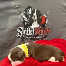 Yellow Boy - White and liver male English Springer Spaniel puppy in Lufkin, Texas from Shifletknight Springer Spaniels