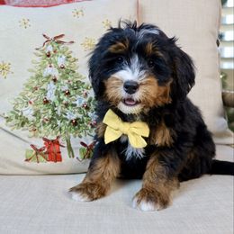 Shawn - Tri-color male Bernedoodle puppy in Murray, Utah from Sun Valley Doodles