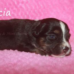 Tricia - Black tri female Miniature American Shepherd puppy in Godley, Texas from Flying H Toy and Mini Aussies