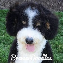 Ollie - Bernedoodle