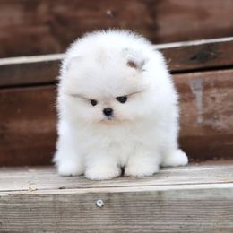 Vanilla - Cream parti female Pomeranian puppy in Las Vegas, Nevada from Velvet-Paws Pomeranians