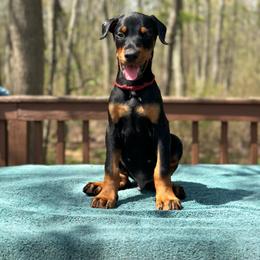 Black boy - Red collar - Black and rust male Doberman Pinscher puppy in Old Bridge, New Jersey from Wizard Ost Revolution kennel