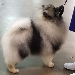 Keeshond Puppies from Windrift