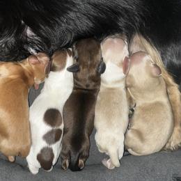 Dachshund Puppies from 3B Doxies