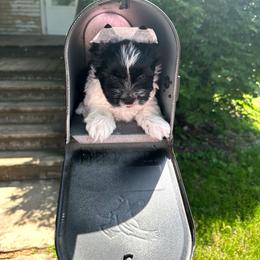 Charlie - Parti male Yorkshire Terrier puppy in Mattoon, Illinois from Strohlz Yorkies
