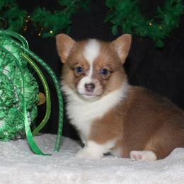 Candy (bluie Sable) - Blue female Pembroke Welsh Corgi puppy in Washington from Castle View Royal Rumps