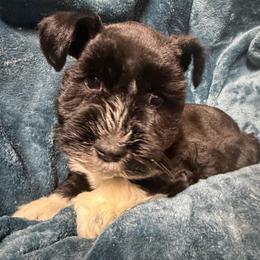 Angel wings (yellow) - Black male Miniature Schnauzer puppy in Ravensdale, Washington from Serenity Schnauzers