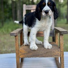 English Springer Spaniel Puppies from Willow Creek Farms